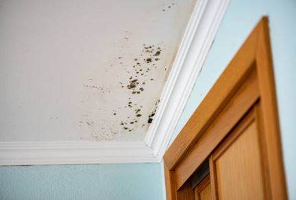 how long does it take for mold to grow