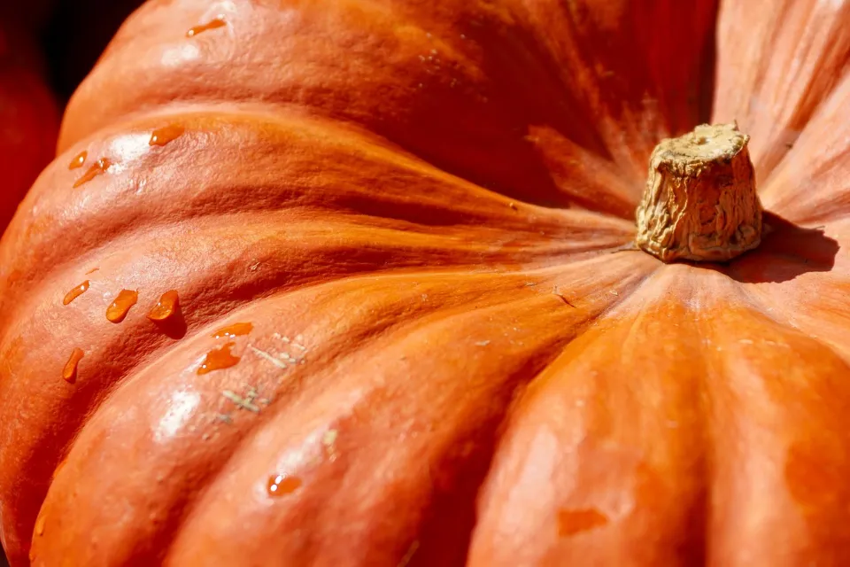 How to Cut a Pumpkin and Other Things About It